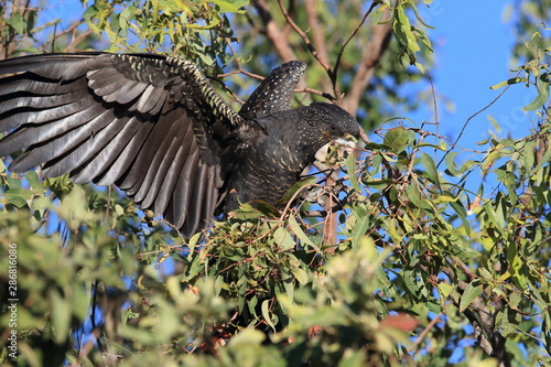 red-tailed black cockatoo (Calyptorhynchus banksii) Queensland ,Australia photo