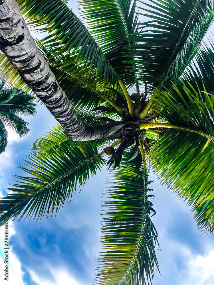 Obraz premium Cocotier