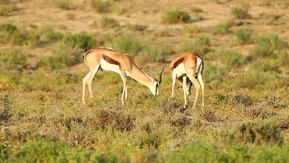 Two springbok spar with each other in the Greater Kalahari. This happens during the rut and in Summer months Two springbok spar with each other in the Greater Kalahari. This happens during the rut and in Summer months