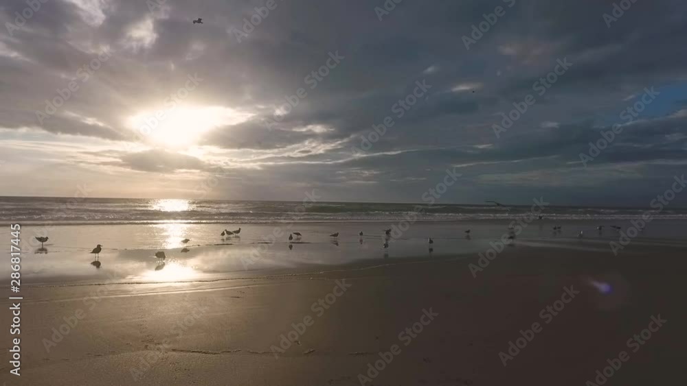 Rotating view showing a group of seagulls on a portuguese beach Rotating view showing a group of seagulls on a portuguese beach