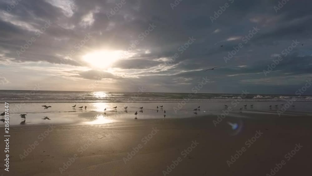 Rotating view showing a group of seagulls on a portuguese beach in slow motion Rotating view showing a group of seagulls on a portuguese beach in slow motion