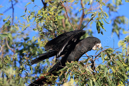 red-tailed black cockatoo (Calyptorhynchus banksii) Queensland ,Australia photo