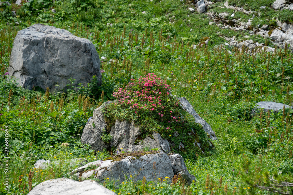 UNESCO Weltnaturerbe, Geopark Sardona, Alpenrosen UNESCO Weltnaturerbe, Geopark Sardona, Alpenrosen