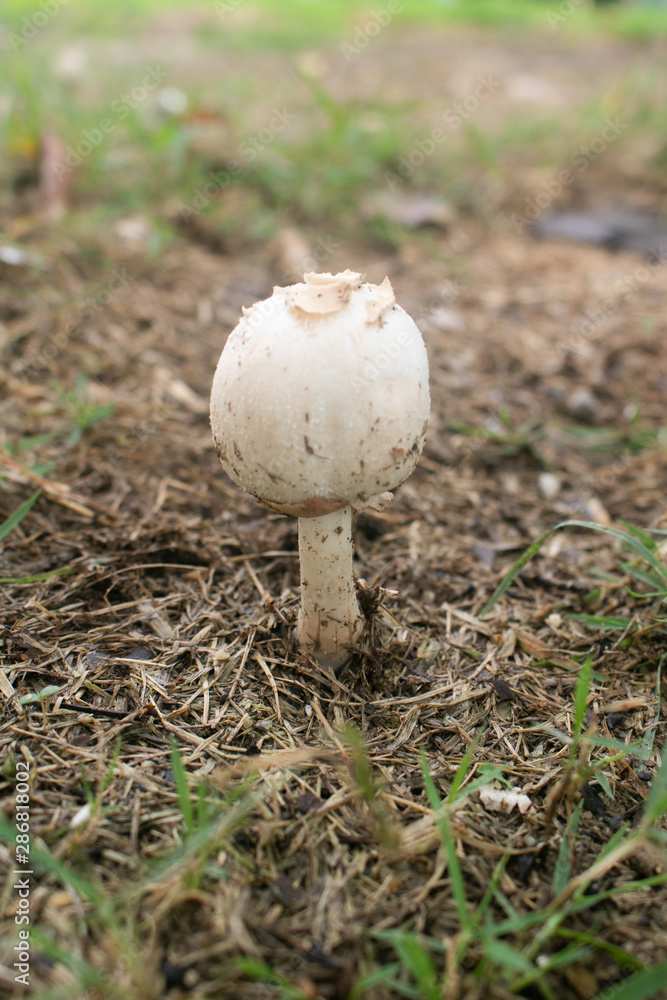 False parasol mushroom (Chlorophyllum molybdites) or Green-spored parasol dangerous poisonous mushrooms in field garden. False parasol mushroom (Chlorophyllum molybdites) or Green-spored parasol dangerous poisonous mushrooms in field garden.