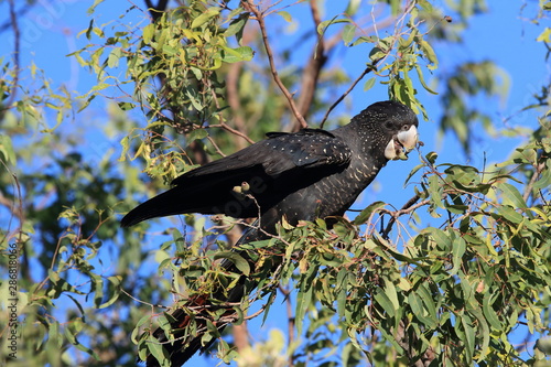 red-tailed black cockatoo (Calyptorhynchus banksii) Queensland ,Australia photo