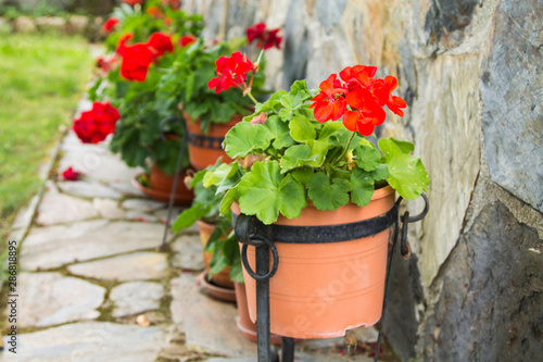 Fototapeta Naklejka Na Ścianę i Meble -  red geranium pots in the yard