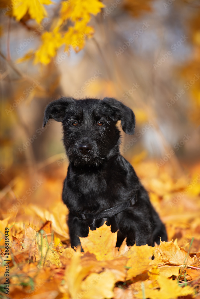 adorable mixed breed puppy portrait in autumn adorable mixed breed puppy portrait in autumn
