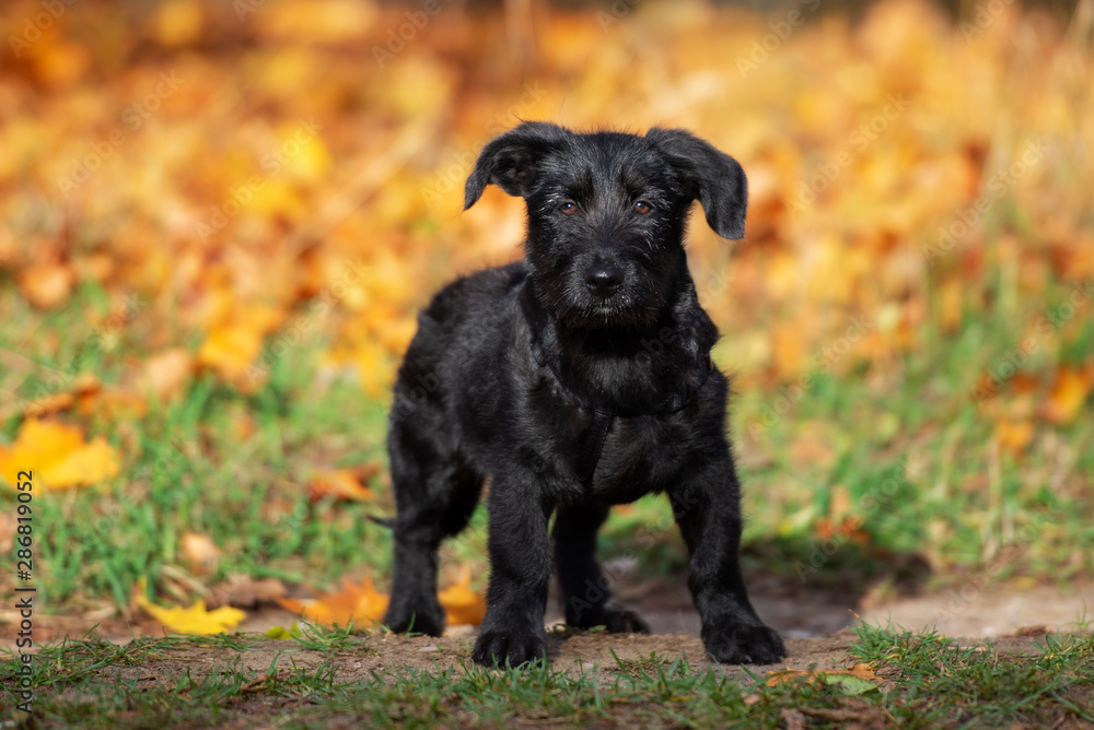 adorable mixed breed puppy portrait in autumn adorable mixed breed puppy portrait in autumn