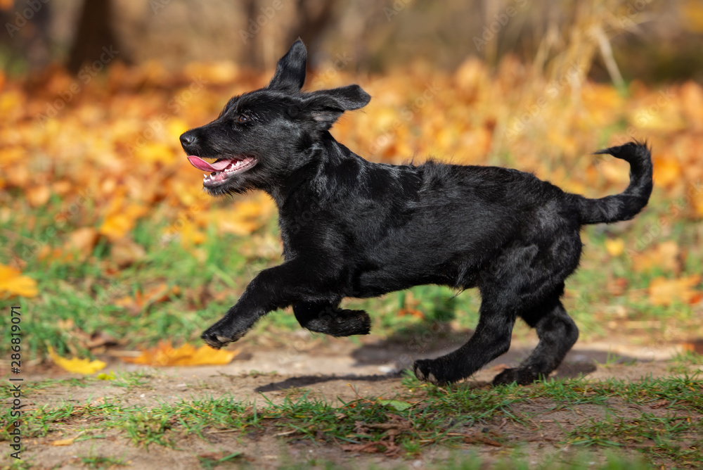 happy black puppy running outdoors in autumn happy black puppy running outdoors in autumn