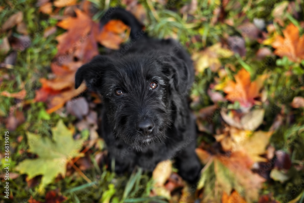 mixed breed puppy portrait from above mixed breed puppy portrait from above