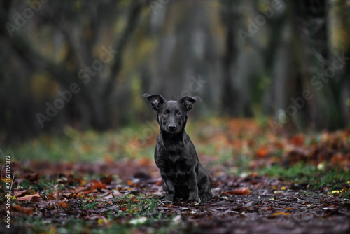 Canvas-taulu black mixed breed dog outdoors in autumn