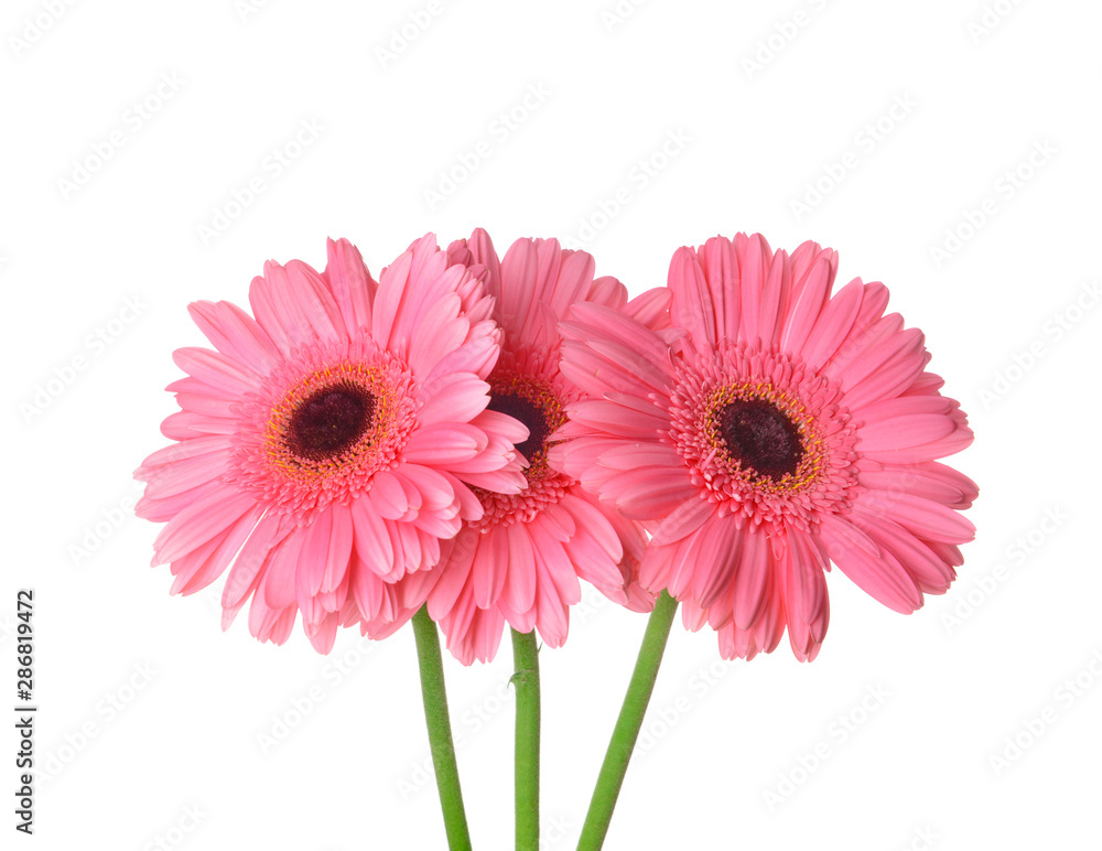Beautiful gerbera flowers on white background Beautiful gerbera flowers on white background