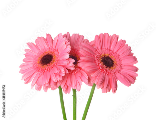 Beautiful gerbera flowers on white background