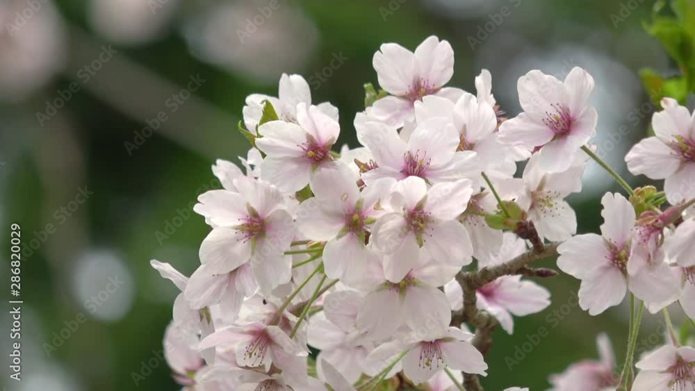 桜 ソメイヨシノ 4K / Sakura, Yoshino cherry blossoms 桜 ソメイヨシノ 4K / Sakura, Yoshino cherry blossoms