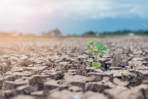 Trees growing in dry land,Crack dried soil in drough, Severe drought, the effects of global warming