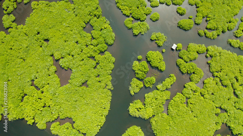 Mangrove green forests with rivers and channels on the tropical island, aerial drone. Mangrove landscape.