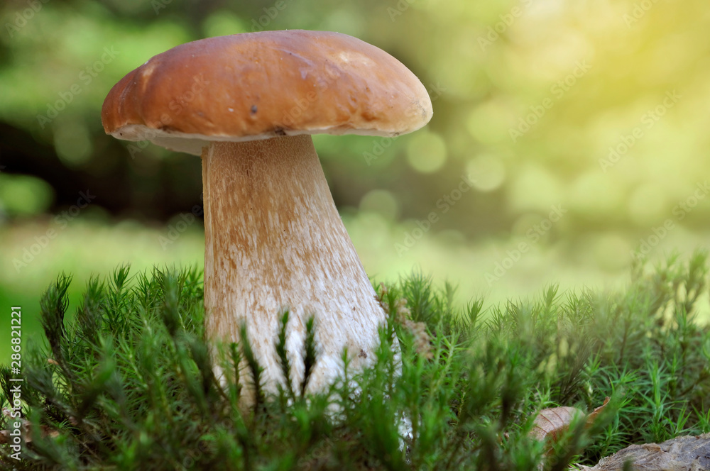 beautiful mushroom porcini growth in the moss in forest on colorful background beautiful mushroom porcini growth in the moss in forest on colorful background