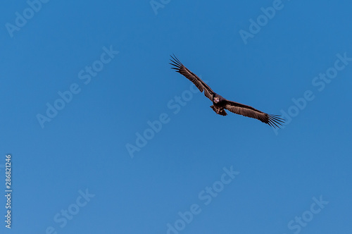 A White-headed vulture -Trigonoceps occipitalis- circling over Etosha National Park, Namibia.