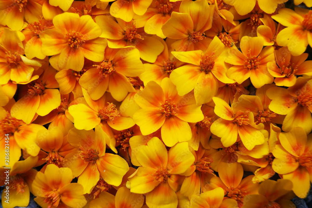 Obraz premium Flower yellow marigold colour bright decorative background