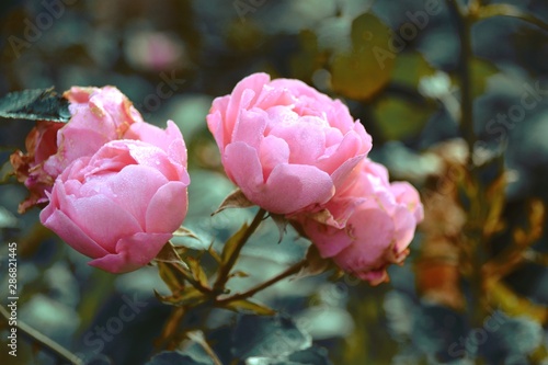Romantische rosa Rosen im G...