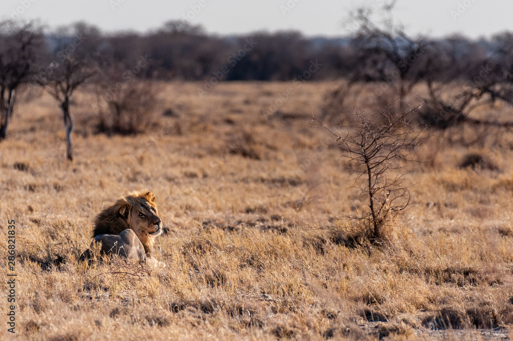 Fototapeta premium Impression of a Male Lion -Panthera Leo- resting on the plains of Etosha national park, Namibia. It is catching the early morning sun.