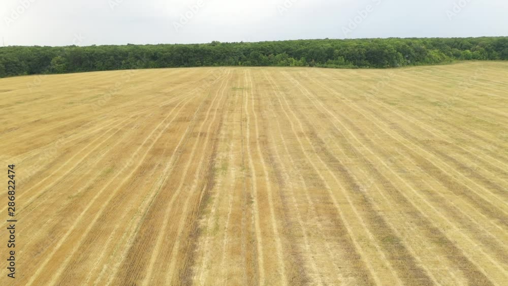 Flight over a striped wheat field after harvest towards green forest in late summer. Flight over a striped wheat field after harvest towards green forest in late summer.
