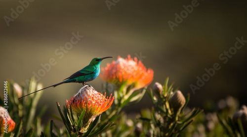 Sugarbird Hummingbird sitting on the endemic fynbos Pincushion protea flower in the western cape, Cape Town, South Africa. photo