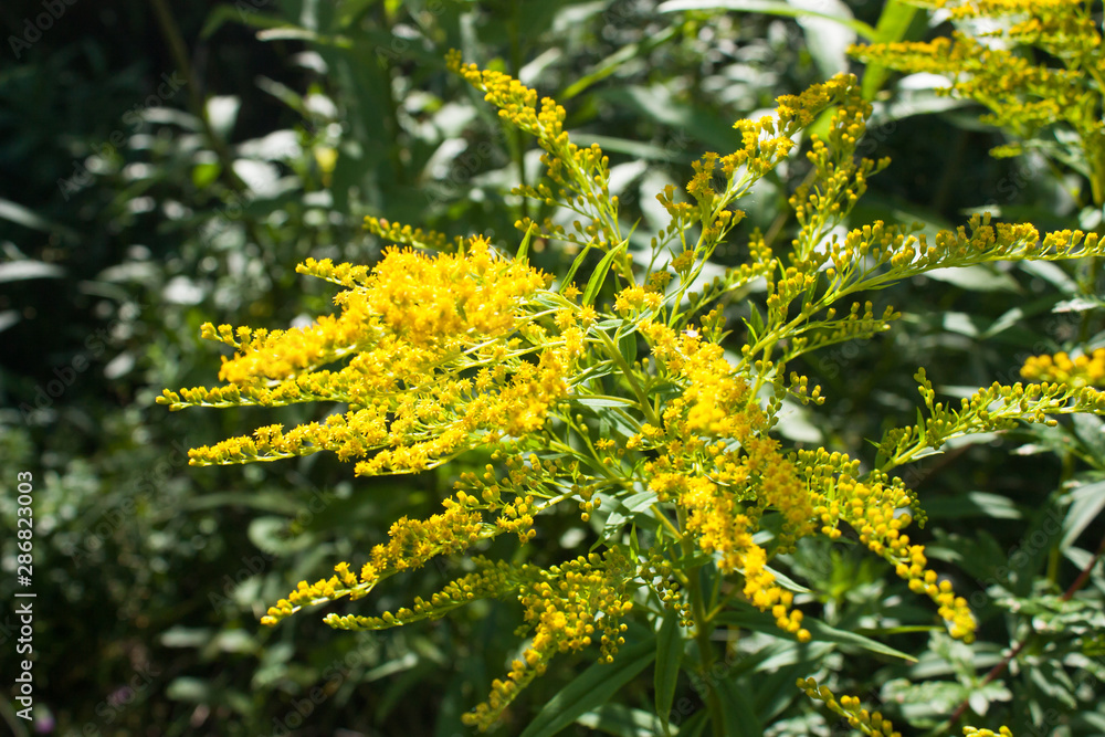 yellow flowers of Canada goldenrod (Solidago canadensis), selective focus yellow flowers of Canada goldenrod (Solidago canadensis), selective focus