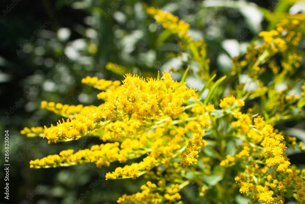 yellow flowers of Canada goldenrod (Solidago canadensis), selective focus yellow flowers of Canada goldenrod (Solidago canadensis), selective focus