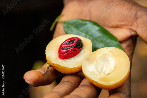 Fresh, open nutmeg fruit