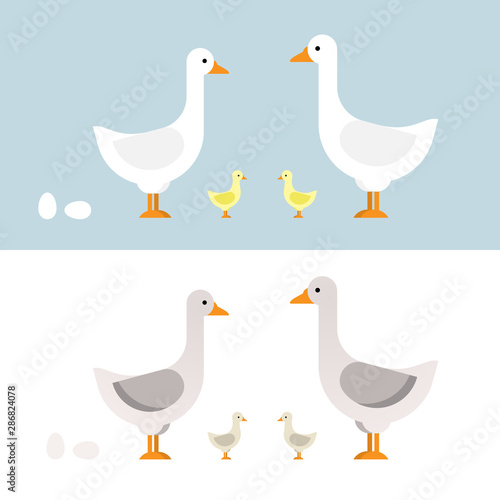 Geese set of vector illustration in color. Design characters in flat.