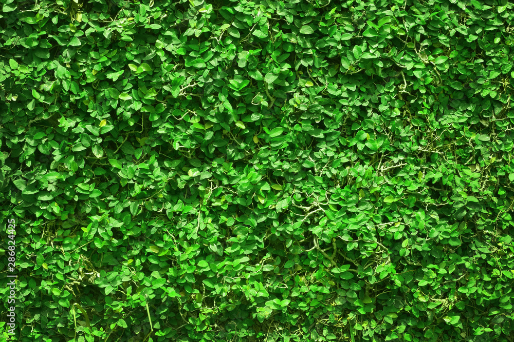 ivy green leaves covered the wall. background of natural tree fence for design art work. ivy green leaves covered the wall. background of natural tree fence for design art work.