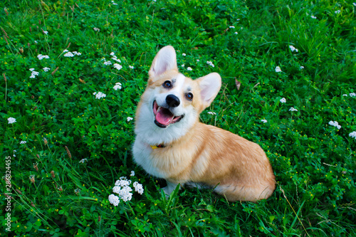 Photo of an emotional dog. Cheerful and happy dog breed Welsh Corgi Pembroke