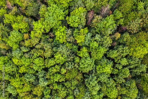 Wald und Bäume aus der Vogelprespektive  © romanb321