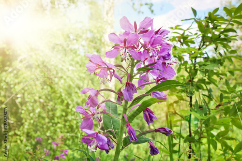 Purple fireweed flower  Chamaenerion angustifolium  on a blurred green natural background in the sunshine