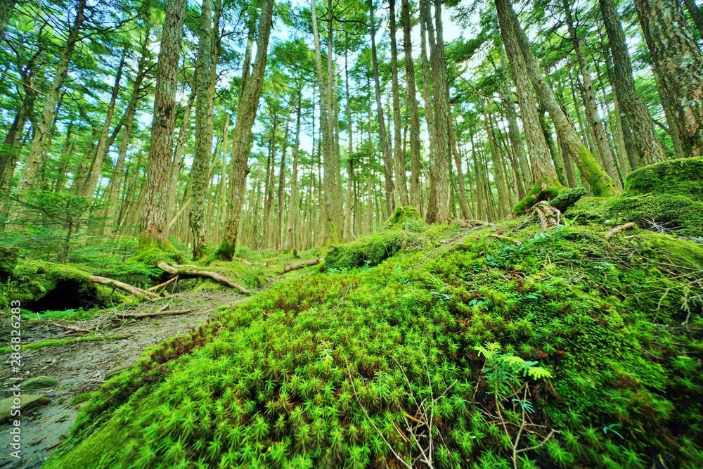 Obraz premium コケの森