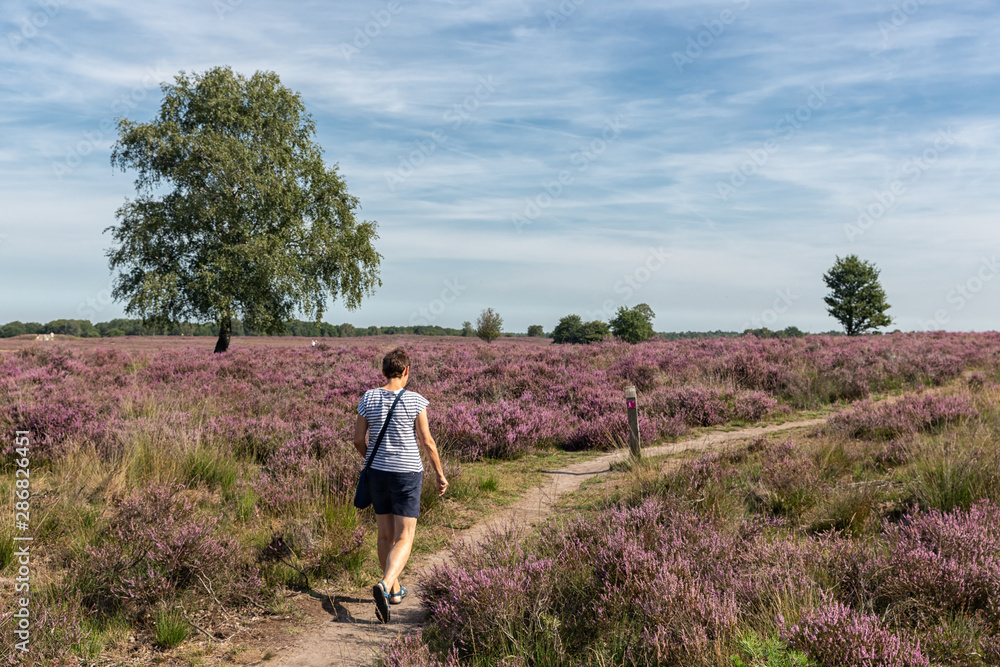 Woman at hiking trail through Dutch blooming purple heath