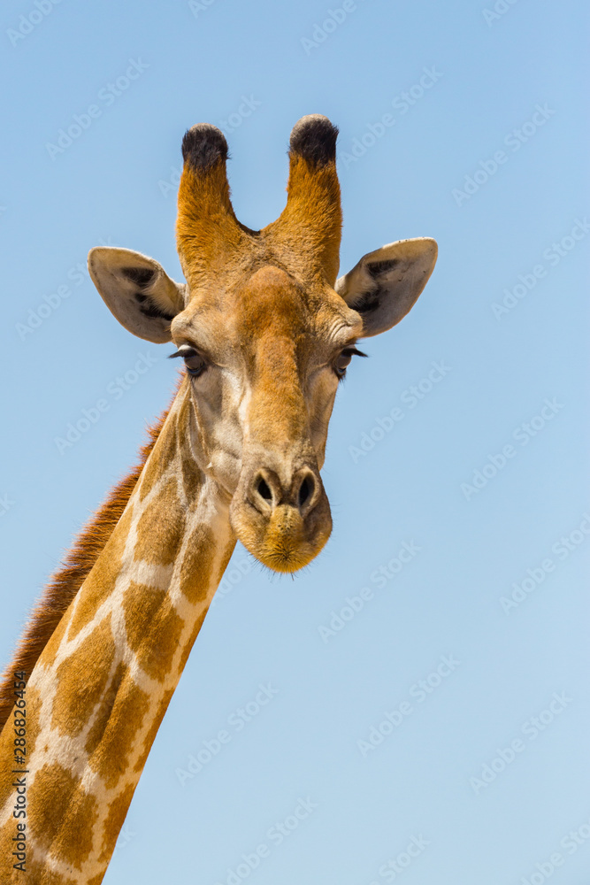 close-up giraffe head and neck, blue sky
