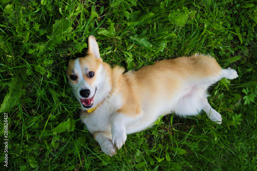 Photo of an emotional dog. Cheerful and happy dog breed Welsh Corgi Pembroke