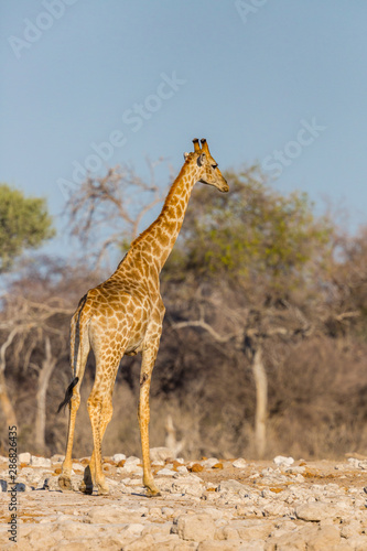one giraffe standing in savanna, blue sky, trees
