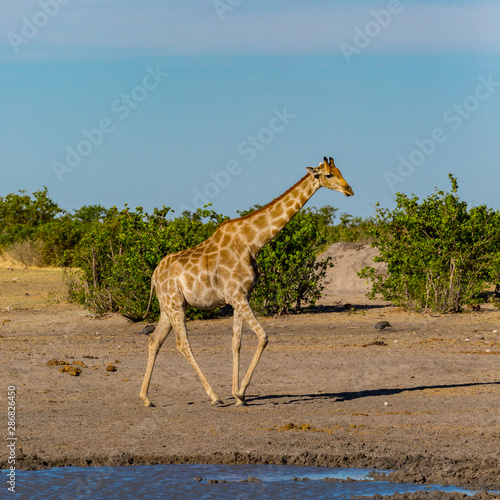 one giraffe walking in savanna  water  green bushes  blue sky