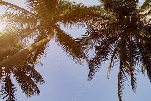 Bottom view coconut palms tree with green leaves, toned sunlight, on sky background. Travel summer concept.