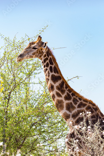 Fototapeta Naklejka Na Ścianę i Meble -  close-up giraffe head and neck, tree, blue sky