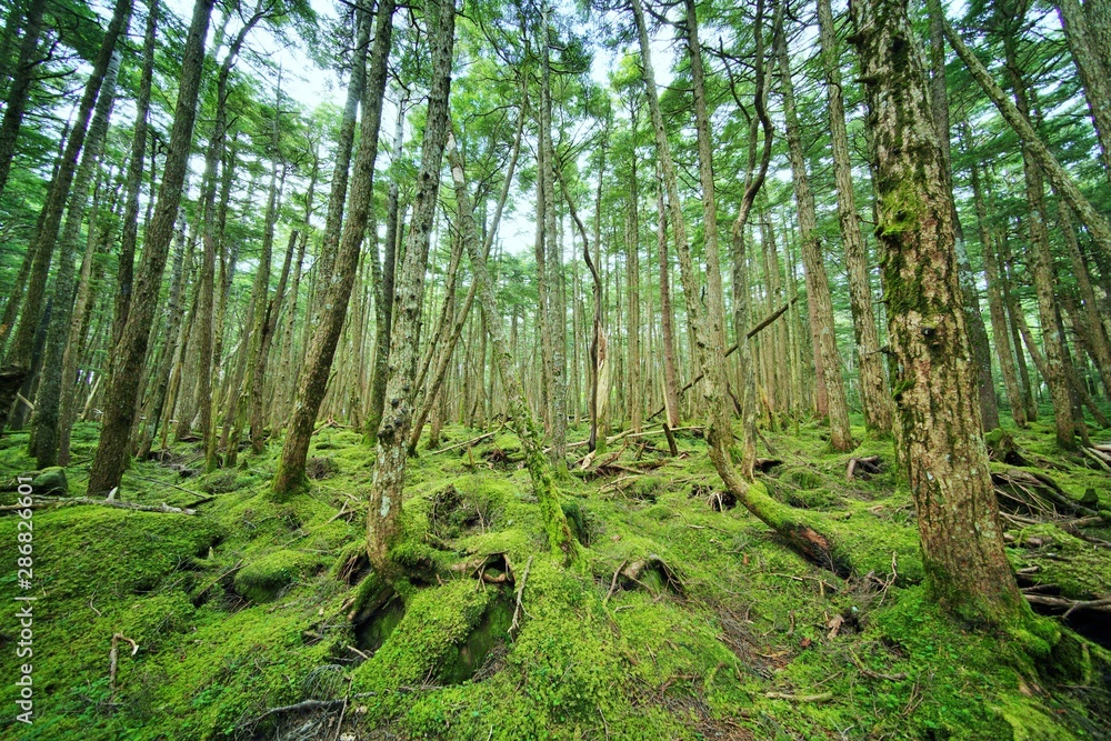 Obraz premium コケの森