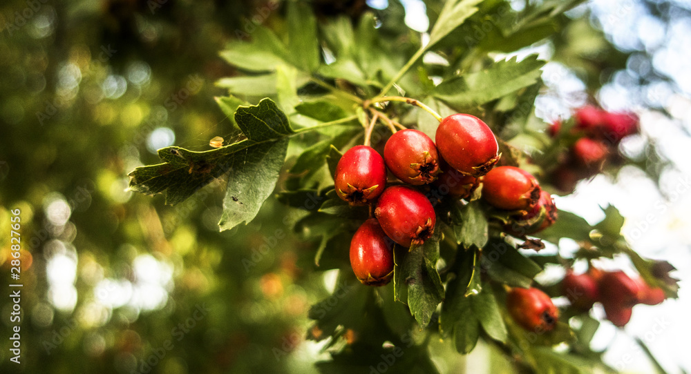 Hawthorn Crataegus laevigata ripe red berries on branch tree close up macro