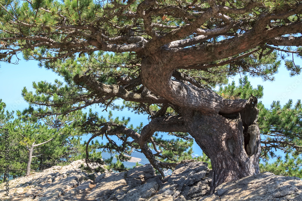 coniferous tree growing on edge of cliff over precipice coniferous tree growing on edge of cliff over precipice