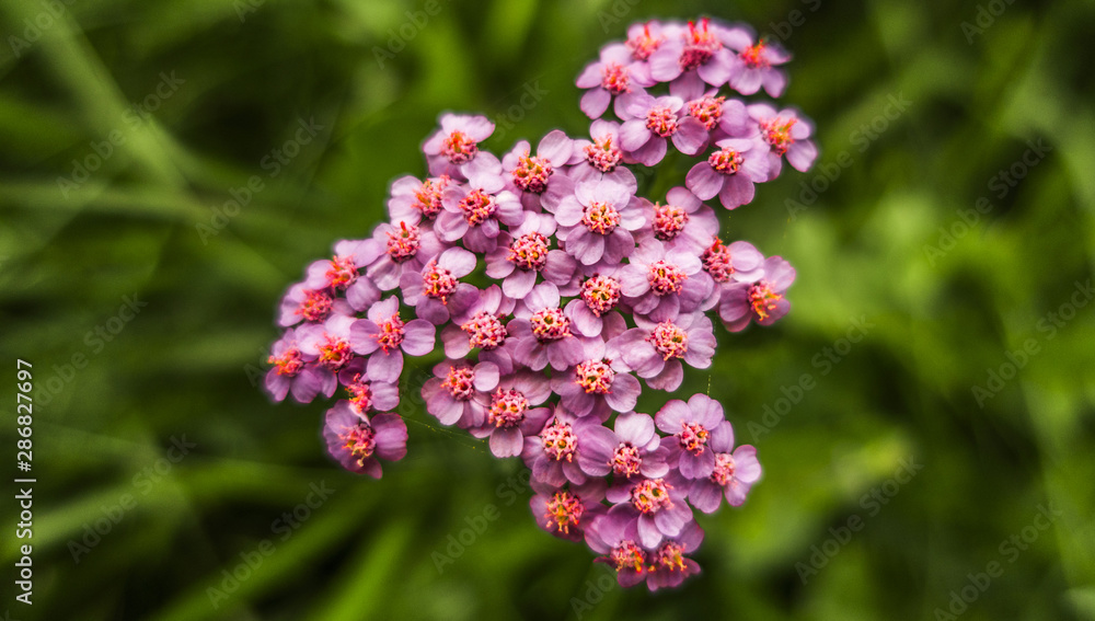 Fototapeta premium Violet purple blooming flower plant in green field close up macro