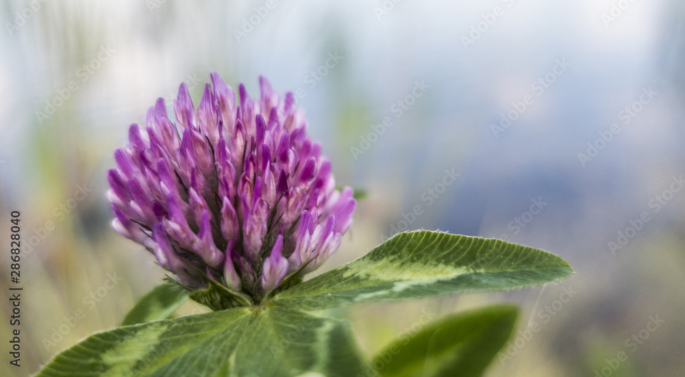 Violet blooming flower of clover plant Trifolium close up Violet blooming flower of clover plant Trifolium close up