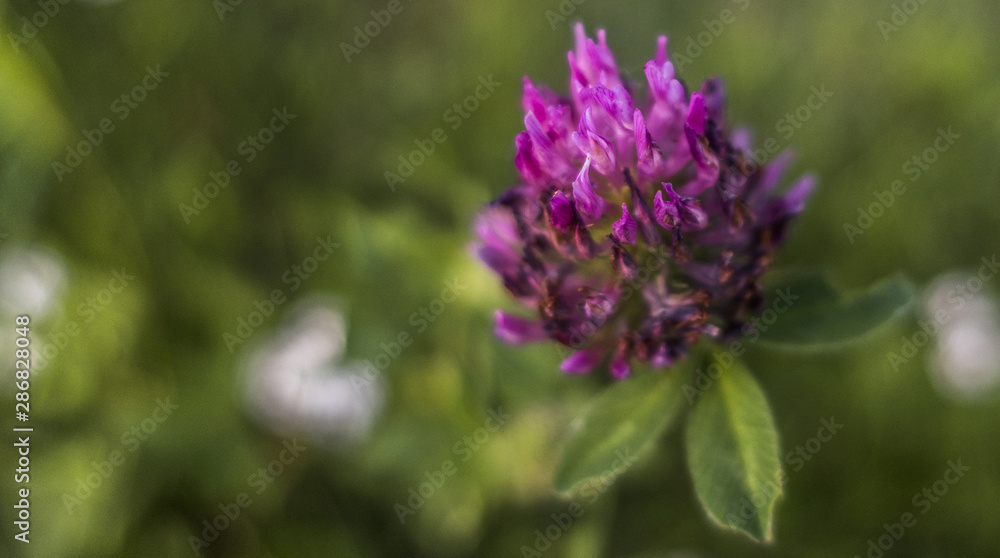 Violet blooming flower of clover plant green field close up Trifolium Violet blooming flower of clover plant green field close up Trifolium