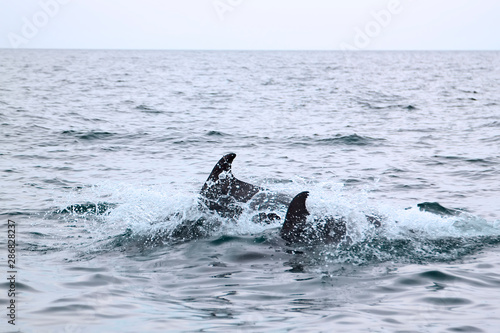 bottlenose dolphins in its natural habitat. representative of whale floating in sea